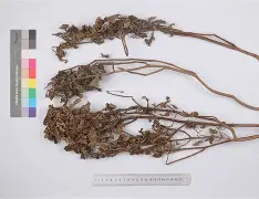 flagr是什么意思